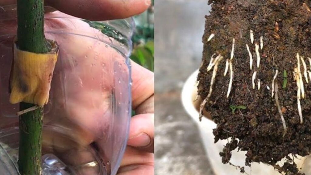 Hom hoa hồng trong chậu giá thể ẩm được che bằng chai nhựa trong suốt.