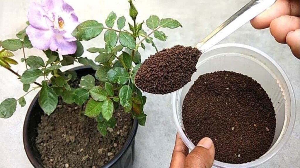 Chậu giâm cành hoa hồng đặt ở khu vực sáng tán xạ, có mái che nắng gắt.