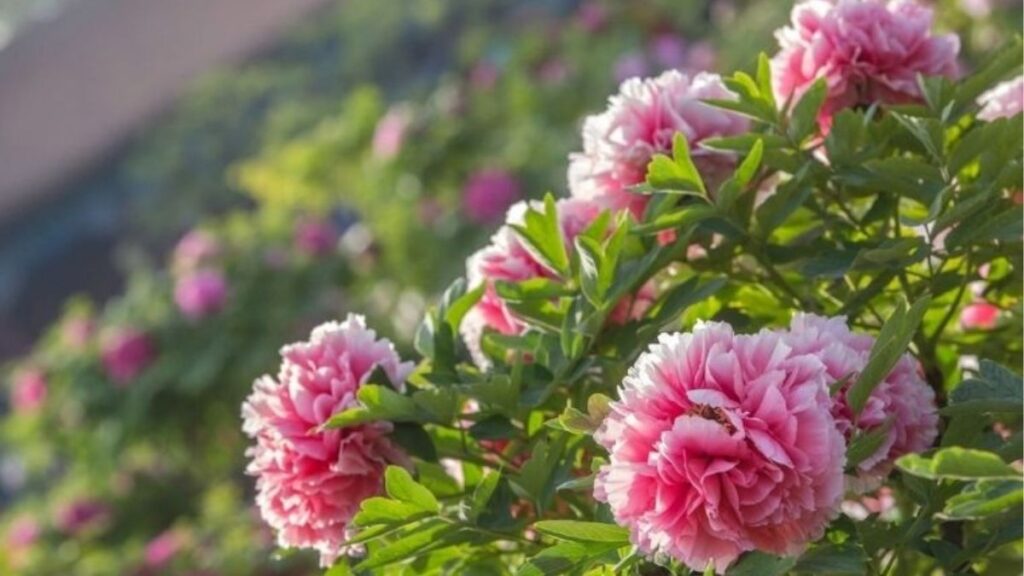 Infographic các kiểu hoa mẫu đơn Paeonia gồm hoa đơn, bán kép, kép và dạng hải quỳ.