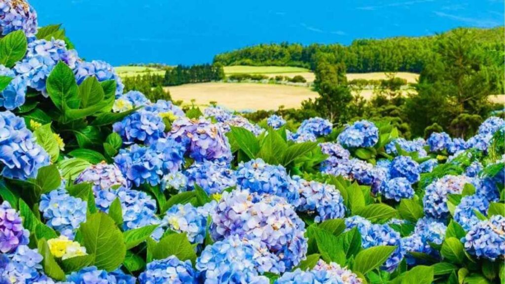 Infographic năm nhóm cẩm tú cầu Hydrangea macrophylla, serrata, paniculata, arborescens và quercifolia.