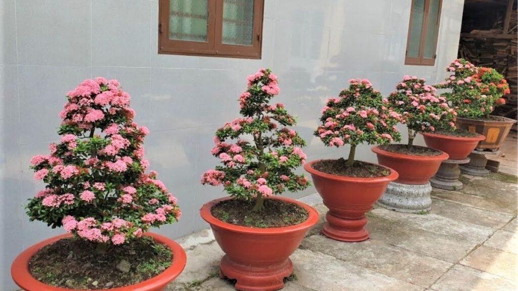Tay dùng kéo cắt lại gốc cành mẫu đơn và bỏ lá ở phần thân dưới.