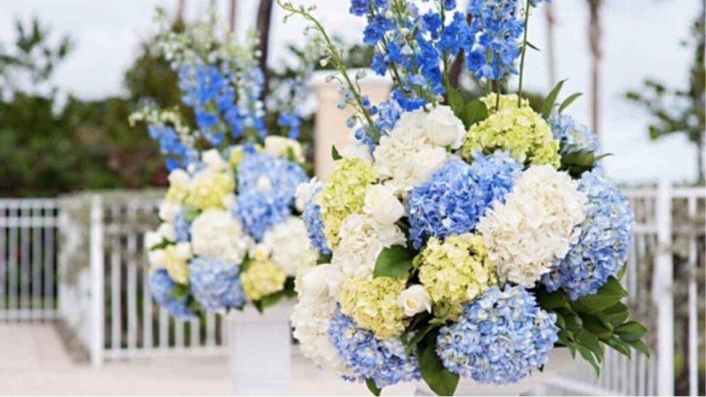 Minh họa cắt gốc cành cẩm tú cầu, loại bỏ lá dưới mực nước và cắm vào bình sạch.