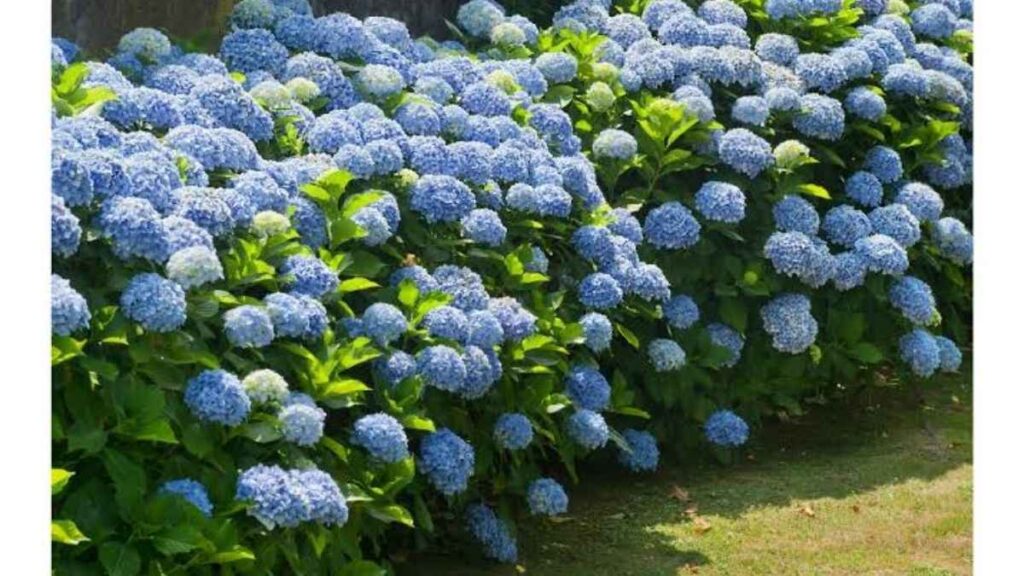 Người làm vườn tưới nước vào gốc cẩm tú cầu sau khi kiểm tra độ ẩm đất.