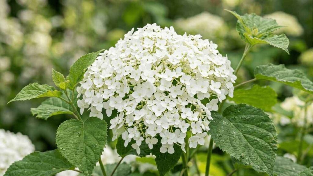 Cây Hydrangea arborescens giống Annabelle mang nhiều cụm hoa trắng tròn.