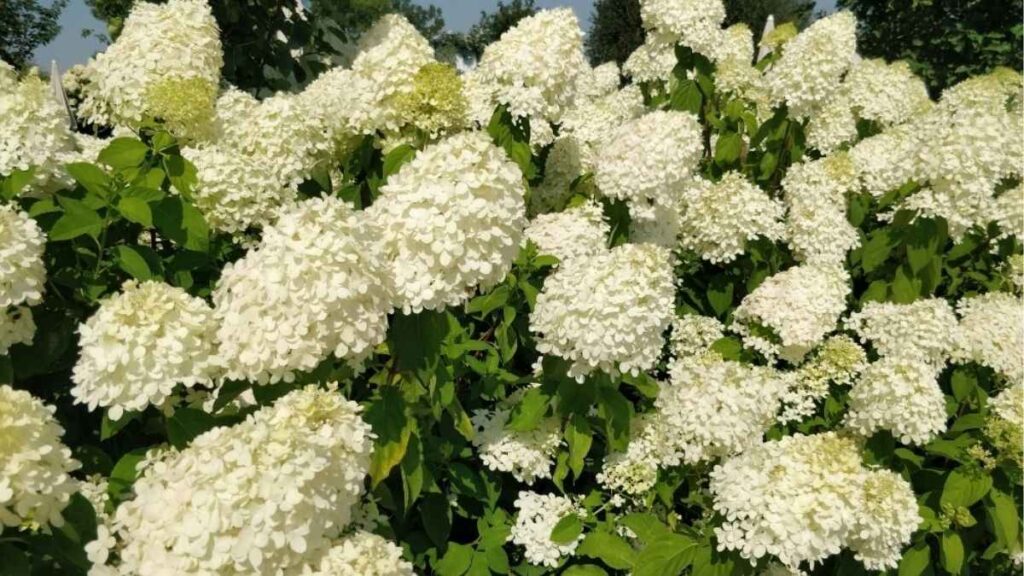 Cụm hoa Hydrangea paniculata màu trắng có hình nón kéo dài.