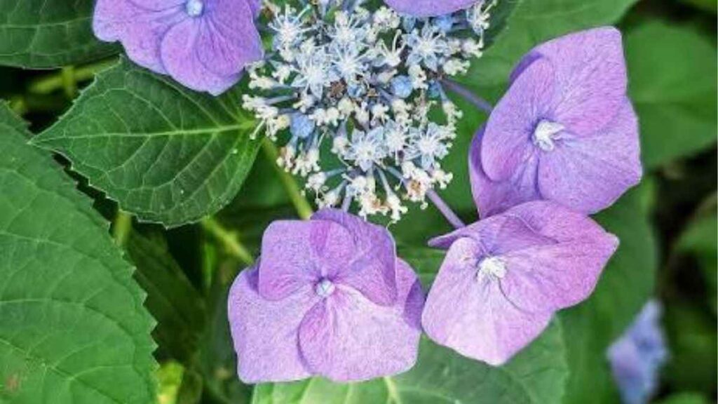 Cây Hydrangea macrophylla với các cụm hoa xanh tròn và lá lớn màu xanh đậm.