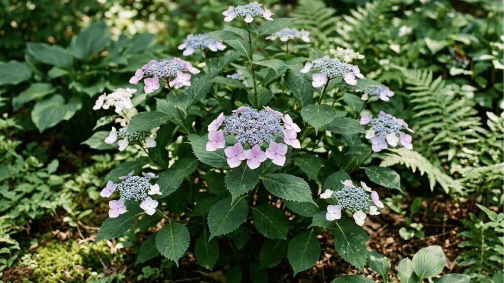 Cụm hoa Hydrangea serrata dạng Lacecap với hoa nhỏ ở tâm và hoa màu hồng tím xung quanh.