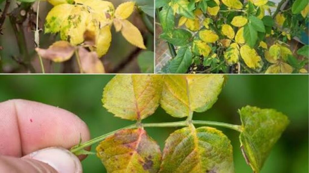 Cành hoa hồng mới giâm có lá héo so với cành còn khỏe trong chậu ươm.
