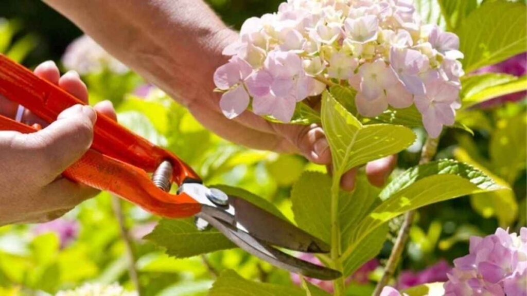 Cành cẩm tú cầu lá lớn có nụ hoa trên phần cành năm trước, được chú thích vị trí cắt tỉa.