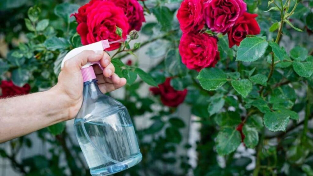 Sơ đồ cây hoa hồng con được giảm che ẩm và thích nghi dần sau khi chuyển chậu.