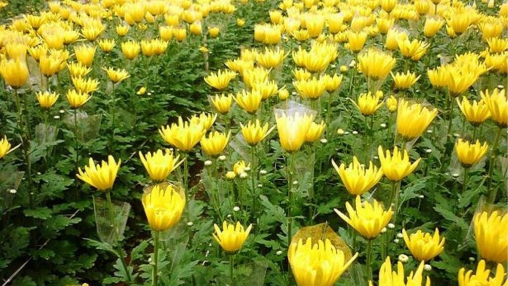 Chậu hoa cúc vàng đặt nơi sáng với đất trồng và chậu thoát nước tốt.