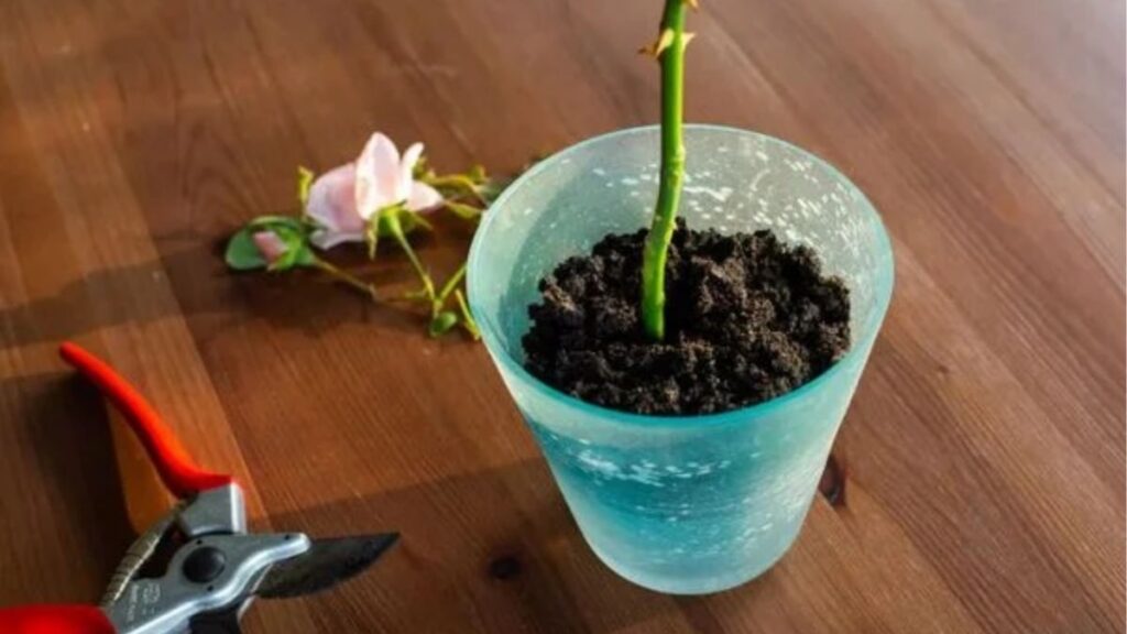 Cành hoa hồng dài khoảng 15–20 cm có nhiều mắt lá và vị trí gốc chuẩn bị giâm.