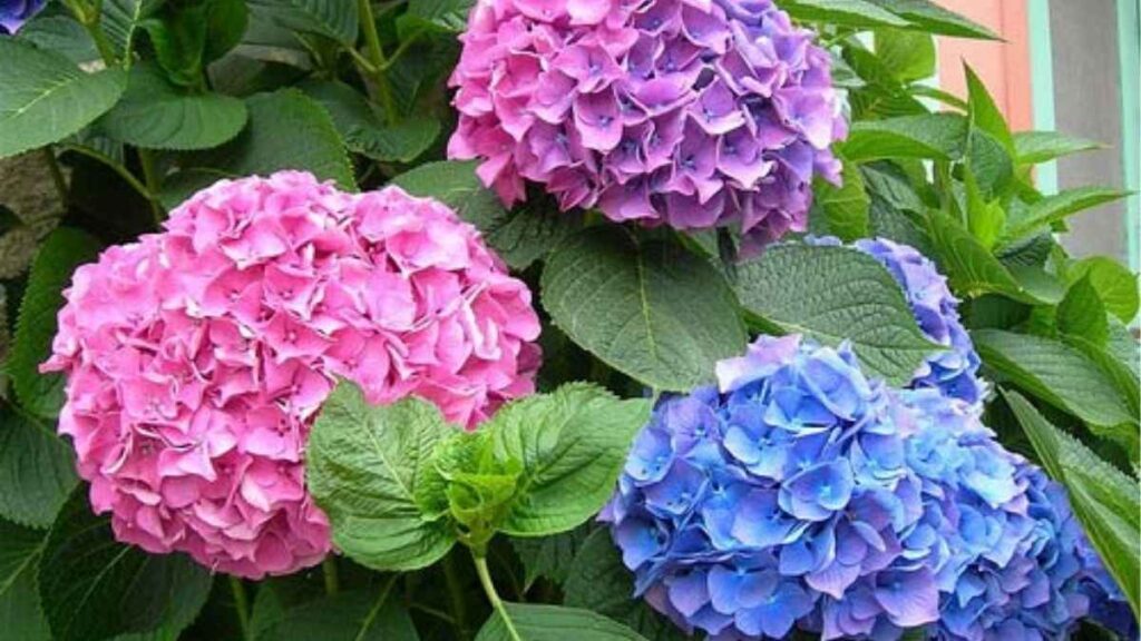 Sơ đồ pH đất ảnh hưởng khả năng hấp thu nhôm, từ đó tác động đến màu hoa cẩm tú cầu xanh hoặc hồng.