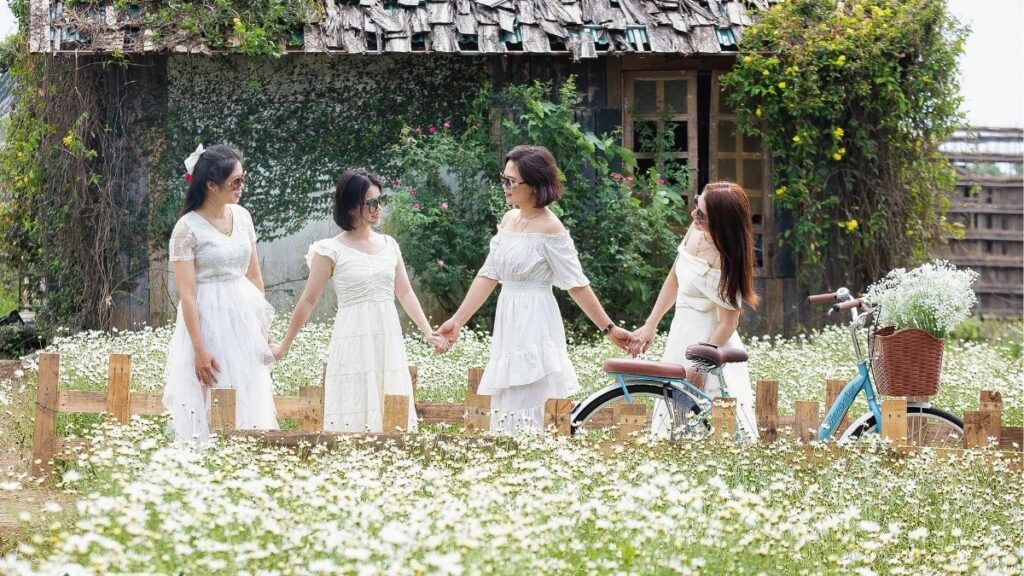 Những bông cúc họa mi trắng có tâm vàng nở trên cành.