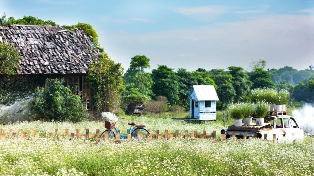 Những bông cúc họa mi cánh trắng, tâm vàng nở thành cụm.