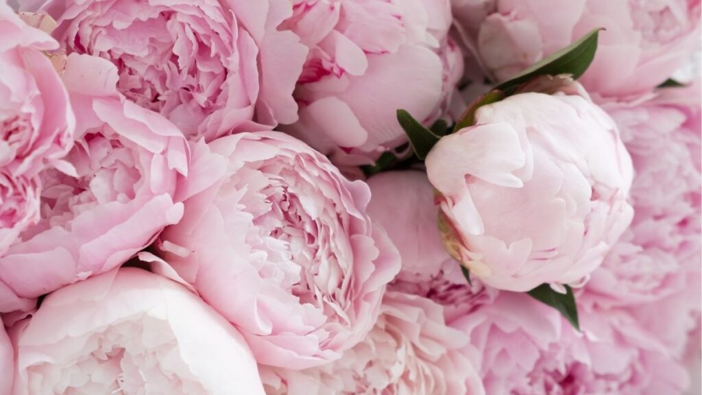 Cây hoa mẫu đơn Paeonia với bông hồng lớn, lá xanh và thân phân nhánh.