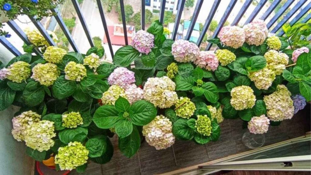 Sơ đồ chậu cẩm tú cầu có giá thể thoáng, giữ ẩm và lỗ thoát nước ở đáy