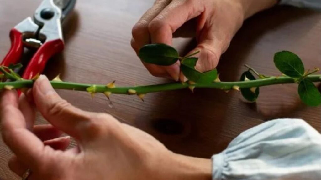 Bộ dụng cụ giâm cành hoa hồng gồm kéo, hom giống, chậu, giá thể và bình tưới nước.