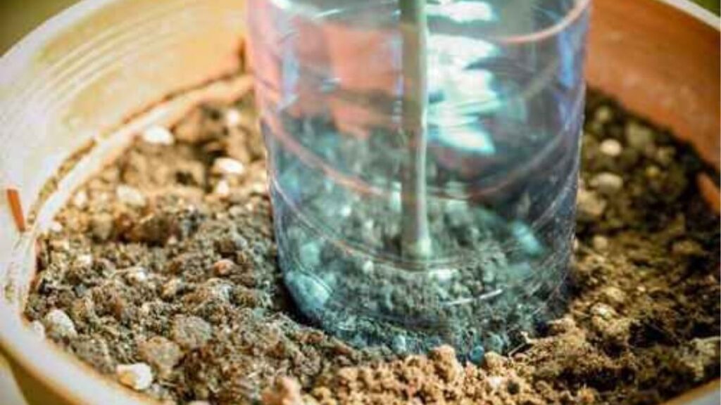 Chậu giâm cành hoa hồng được che bằng chai nhựa trong suốt để giữ độ ẩm.