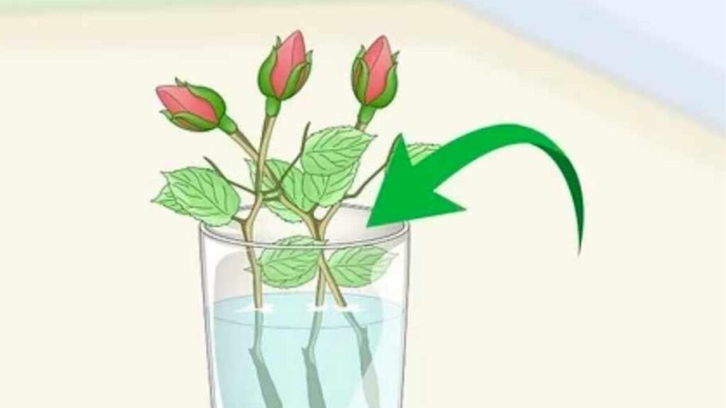 Cành hoa hồng đang được thử giâm trong bình nước trong suốt, lá nằm phía trên mực nước.