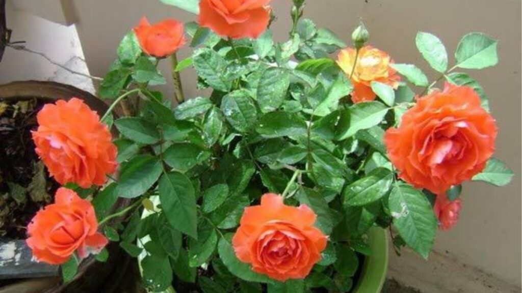 Sơ đồ thời gian giâm cành hoa hồng và quá trình hình thành rễ mới trong nhiều tuần.