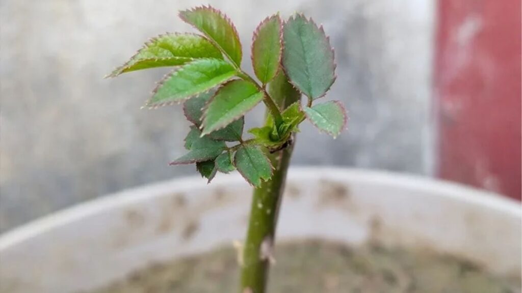 Sơ đồ giâm cành hoa hồng từ cây mẹ đến cành giâm có rễ và cây con.