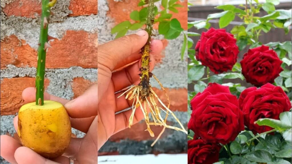 So sánh cành giâm lấy từ cây hoa hồng leo và cành hoa hồng mua ở chợ.