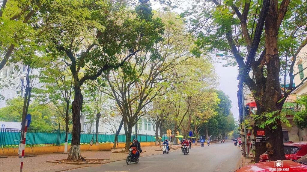 Hàng cây hoa sữa nở thành chùm dọc tuyến phố Hà Nội.