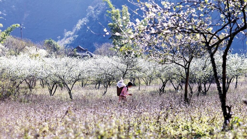 Chùm hoa ban trắng phớt hồng đang nở vào mùa xuân.