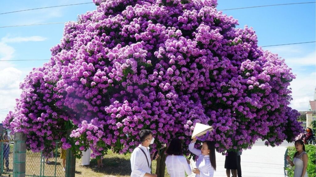 Hoa bằng lăng tím với cánh nhăn nở thành chùm lớn.
