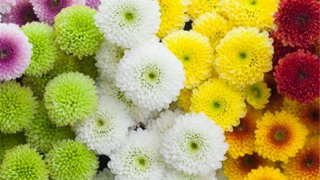 Cành hoa cúc chùm có nhiều bông nhỏ nở trên các nhánh.