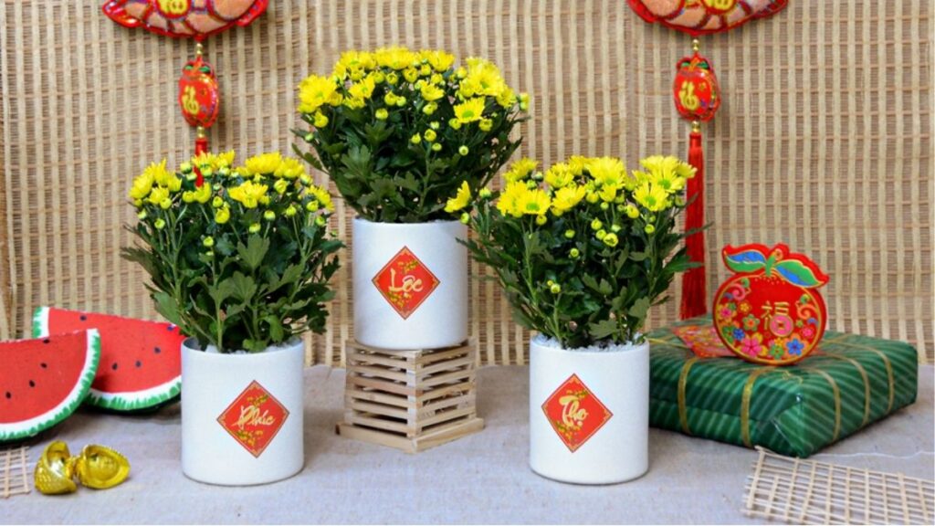 Hai chậu cúc mâm xôi vàng đặt trước hiên nhà dịp Tết.