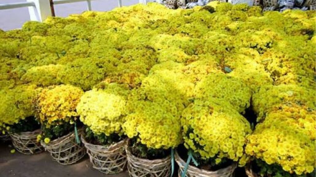 Chậu hoa cúc mâm xôi có tán tròn phủ nhiều bông vàng.