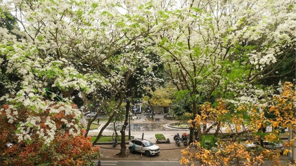 Hoa gạo đỏ cam bên cạnh chùm hoa sưa trắng.