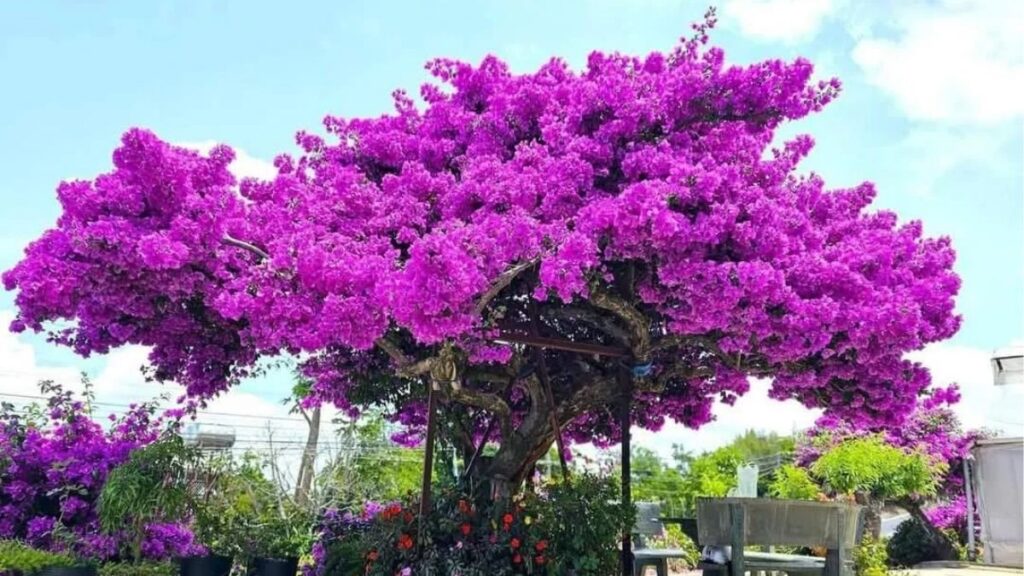 Hoa giấy hồng bên cạnh cụm hoa hướng dương vàng.