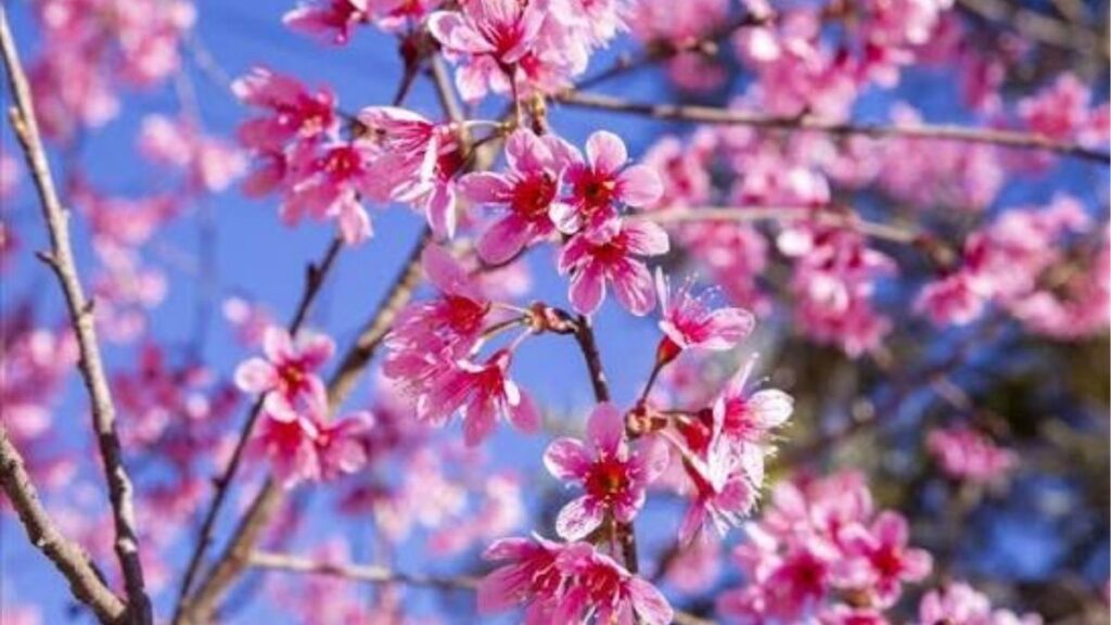 Những bông mai anh đào màu hồng năm cánh nở dọc trên cành.