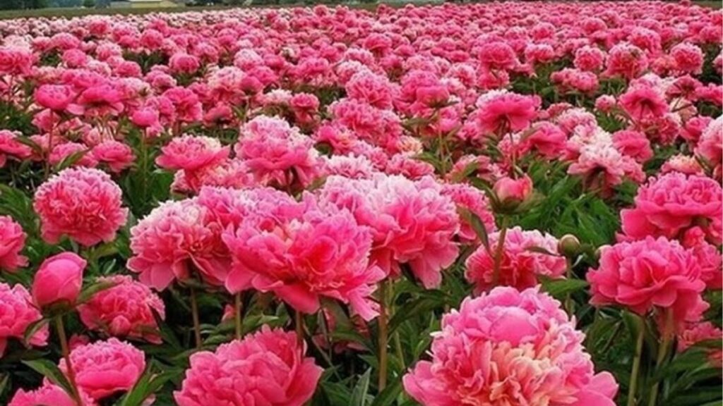Infographic mùa nở hoa mẫu đơn Paeonia từ tháng 4 đến tháng 6 tại nhiều vùng ôn đới Bắc bán cầu.