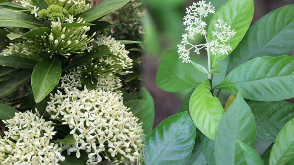 Cụm hoa mẫu đơn ta Ixora màu đỏ gồm nhiều bông nhỏ trên cây lá xanh.