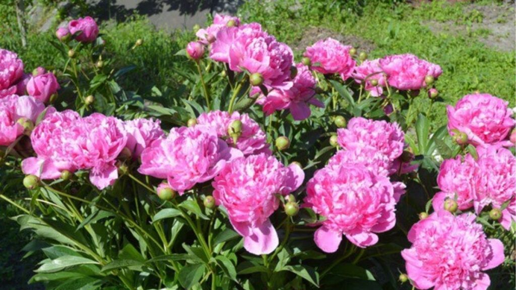 Cây mẫu đơn thân thảo Paeonia lactiflora với hoa hồng lớn và nhiều lá xanh.