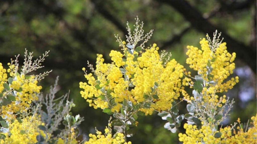 Chùm hoa mimosa vàng với nhiều bông nhỏ hình cầu.