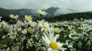 Hoa mùa đông Việt Nam với cải trắng, hoa sở, mimosa vàng và mai anh đào hồng.