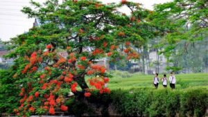 Hoa mùa hè Việt Nam với phượng vĩ, bằng lăng, hoa sen và muồng hoàng yến