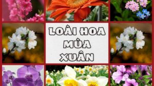 Hoa mùa xuân Việt Nam với hoa đào hồng, mai vàng, hoa mận trắng và hoa ban.
