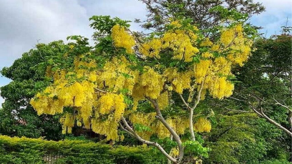 Chùm hoa muồng hoàng yến màu vàng rủ xuống từ cành cây.