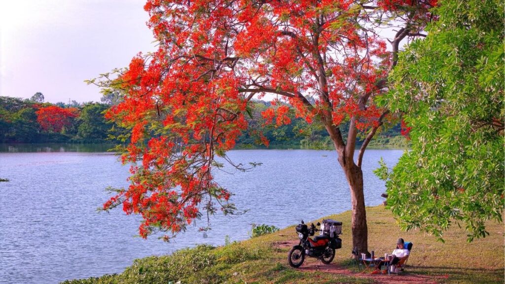 Những chùm hoa phượng vĩ đỏ cam nở rộ trên tán cây.