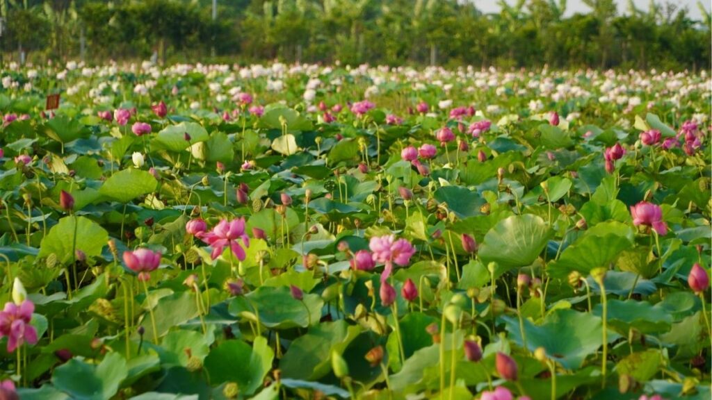 Hoa sen hồng nở trên mặt nước giữa những lá sen xanh.