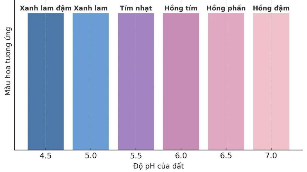 Người làm vườn kiểm tra pH đất trong chậu cẩm tú cầu bằng bộ thử đất.