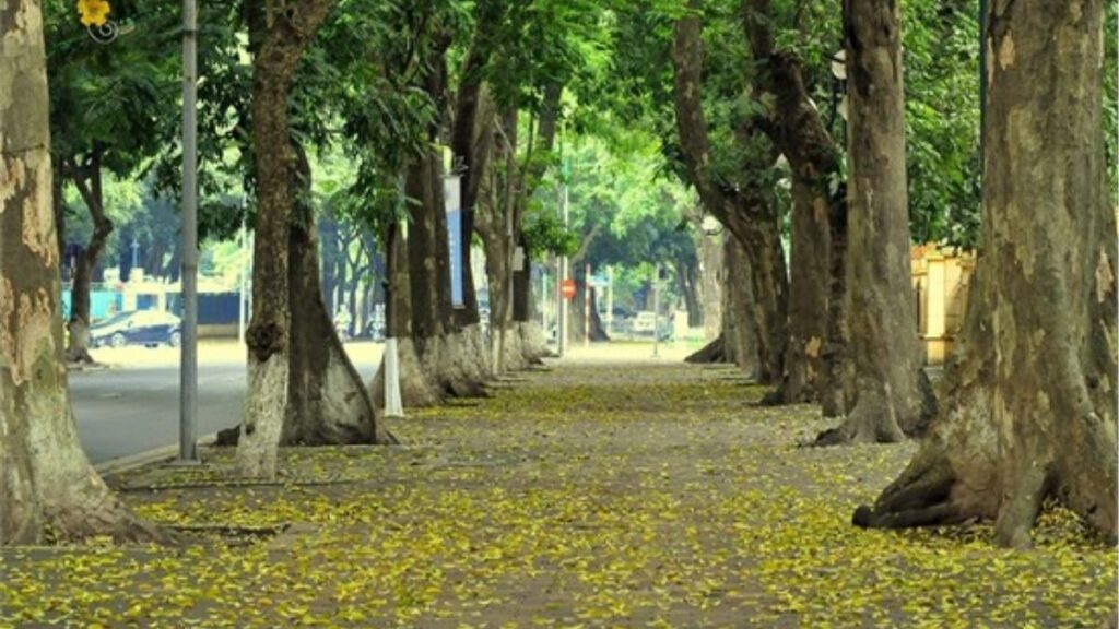 Biểu đồ thời gian nở của hoa sữa, thạch thảo, cúc họa mi, tam giác mạch và dã quỳ từ tháng 9 đến tháng 11.
