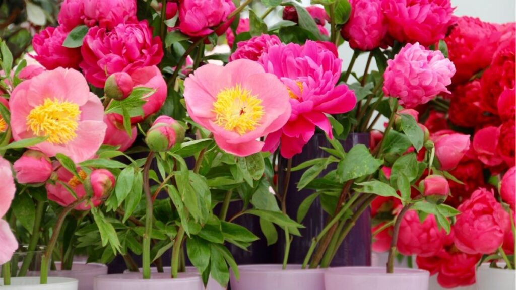 Bụi hoa mẫu đơn ta Ixora màu đỏ trồng trong sân vườn có nhiều ánh sáng.