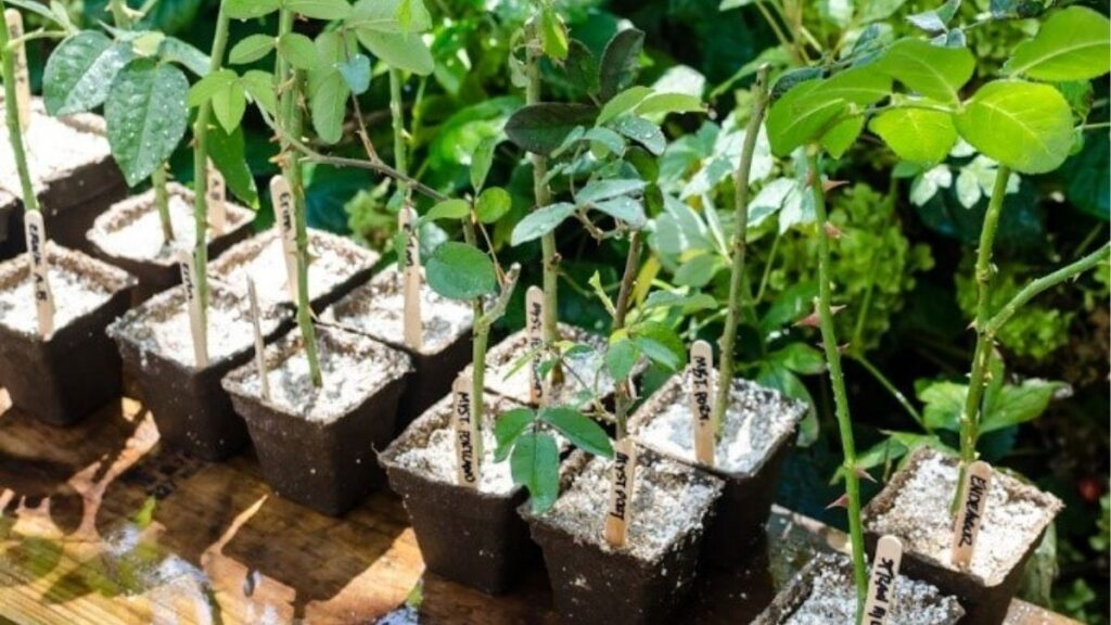 Ba loại cành hoa hồng gồm cành non mềm, cành bánh tẻ đủ chắc và cành già hóa gỗ.